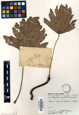 iQaba elincane