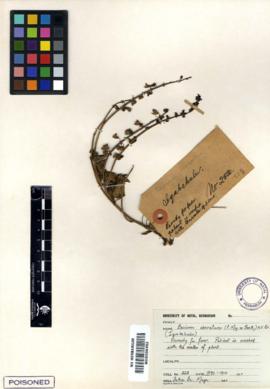 iQabekulu