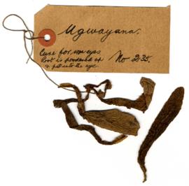 uGwayana