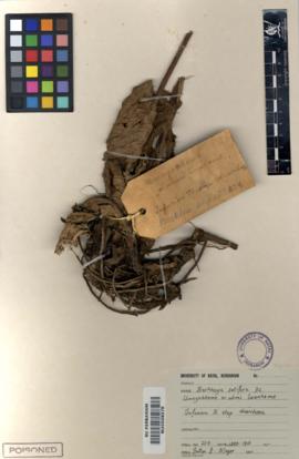 uMnyankomo / uLimi Iwenkomo