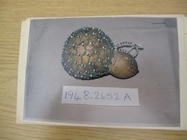 MAA catalogue card E 1948.2652 A
